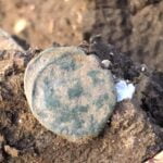 Garrett Apex Dedektörle Bulunan Sikkeler - 8